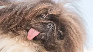 Wild Thang crowned winner of 2024 'World's Ugliest Dog' contest
