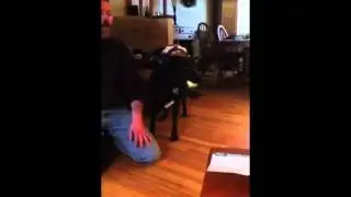 My dog flinching
