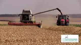 Harvesting Skyscraper Winter Wheat