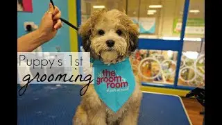 Puppy goes to The Groom Room at Pets At Home | Winnie The Poodle | Annie Bean