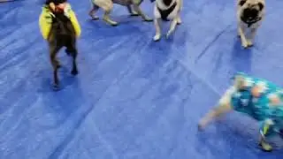 2019 Milwaukee Pug Fest Pug Pen Staring Mugsy