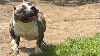 GOLDEN CHILD R2G2 GRC HEISMAN PUPS BLOODLINE GRANDKIDS ONTHE WAY🦾