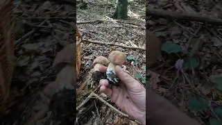 Boletus reticulatus/aestivalis Summer Bolete #shorts #new #nature #foryou #forest #fungi #mushroom