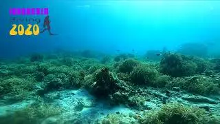 Diving In Indonesia | The Endless Coral Gardens Of Panjang Reef | Pulau Moyo, NUSA TENGGARA BARAT