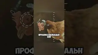 Курица против стабилизатора: кто снимает лучше?! 🎥🐔😱