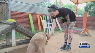 Dog intelligence explored in upcoming event at the University of Texas