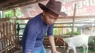 Quick update sa ating mini goat farm 🐐