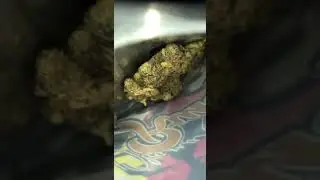 Gross 🤮 Strain  : By Cheif Keef (In Obama Runtz Mylar)