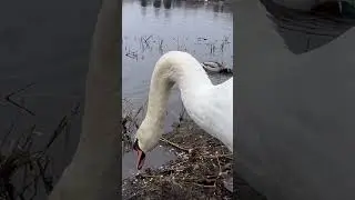 Pure Beauty #swans March 2024 #beautiful #bird Knop svane #naturelovers