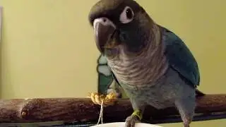 Green Cheecked Conures are awesome!