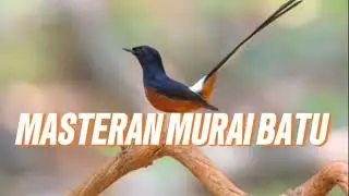 Murai batu tembakan panjang...!!!#kicaumania #muraibatu 