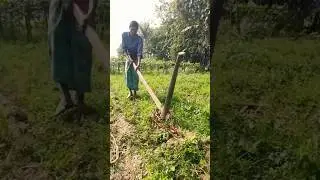 Traditional primitive agriculture technology #primitive #amazing
