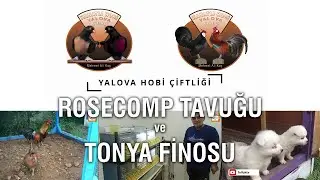 Yalova Hobi Çiftliği 2 - Rosecomp Tavuğu ve Tonya Finosu