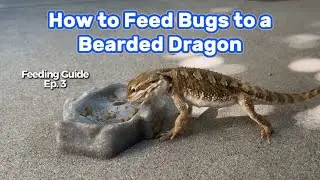 How to Feed Bugs to a Bearded Dragon (Feeding Guide Ep. 3)