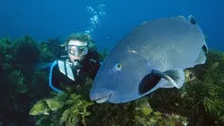 Discover Scuba Diving Sydney