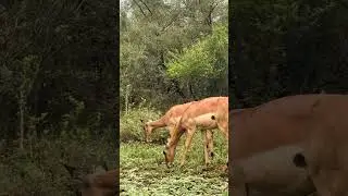 A Presa sob o Olhar do Tigre Momento Fatal na Selva #Tigre #Ca&ccedil;a #Natureza #Instinto