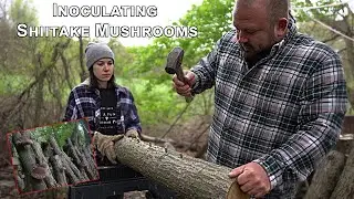 How To Inoculate Oak Logs With Shiitake Mycelium Wooden Dowels