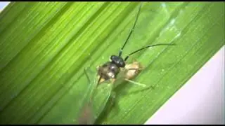 Friend of the rice farmer: Cyrthorinus lividipennis feeding on BPH Nymph