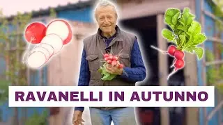 Il Segreto per Ravanelli Pronti in Pochissimo Tempo!