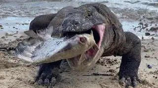 Angry Because he was very hungry swallowed BIG fish 😱
