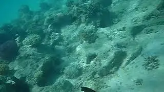 Schnorcheln mit &Ouml;ger Tours in &Auml;gypten f&uuml;r einfachraus.eu
