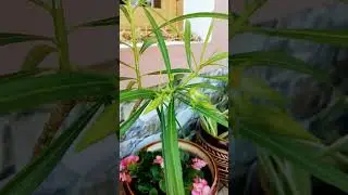 #flowers #natural #india #garden #home#plants#gardening#nature #vastu #kaner #paudha #luxury #best 🌱