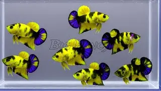 Serene Betta Fish Tank (The Most Popular)  Betta Fish video & Plakat,koi,Betta Fish breeding Colour