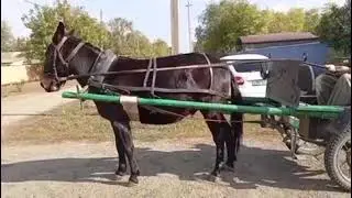 ЛОШАДИ🐎МУЛЫ В ОДНОКОНКЕ