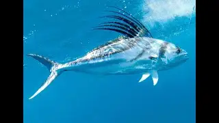 Rooster Fish