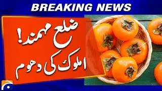 Amluk Fruit Harvest in District Mohmand | Local Specialty & Health Benefits | Geo News