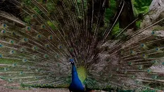 Listen To The Melodious Calls Of A Majestic Peacock