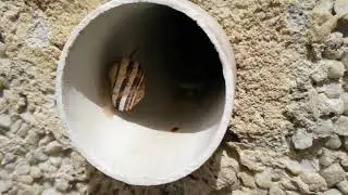 Испанская улитка!!!