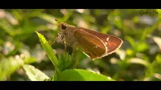 Breathtaking Nature Walk: Capturing Nature&rsquo;s Beauty | Mobile Cinematography | #MobileFilmmaking
