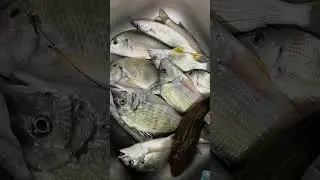#fishing Báo cá 🎣🐟🐟 ngày gió mùa 😻😻😻