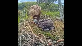 Mother&rsquo;s Love 🐦A caring mother bird feeding her adorable chicks in the nest ❤️