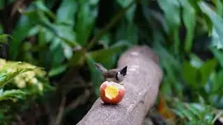 [NO ADS] Cat TV &bull; Dog TV: Videos for Cats 😸 Birds & Squirrels Gather for a Wood Feastival 🐿️🌳 4K HDR