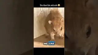 Бро, исправь свое поведение как можно скорее 🤣 это так смешно 😂 #вирусный #смешной