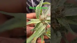 Day 33 of flower! Growing bag seeds that came from some 🔥⛽️ that I bought off the streets of Bmore!