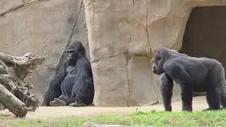 Gorillas & Wallabies at the San Diego Zoo Safari Park
