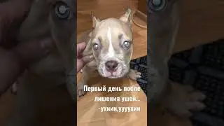 Persiuss 2,5 месяца.|купирование ушей.|@ураядома@собакаулыбака@собака
