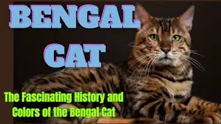 All About the Bengal Cat: Coat, Temperament, and Generations