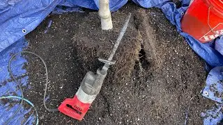 Growing figs in pots - Understanding root pruning techniques - time for a reality check!