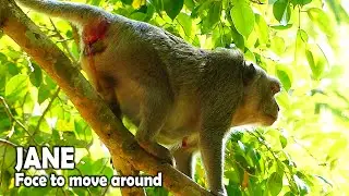 This morning poor monkey Jane feeling not comfort sit on the tree and move little bit so hard