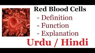 Red Blood Cells. |Function of Red Blood Cells| Urdu / Hindi