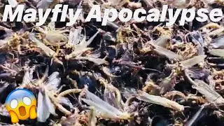 Mayfly Apocalypse at Lakeside Ohio