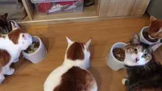Super Ultimate Sweet & Cute Cats 2026 January 27th