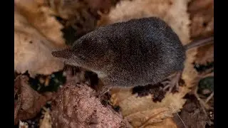 LONG-TAILED SHREW - Eating a Worm  - Soricidae
