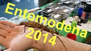 Entomodena 2014 (Settembre)