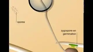 Reproduction sexu&eacute;e d'un zygomyc&egrave;te