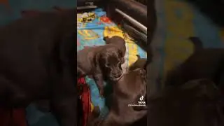 Open eyes‼️‼️Let these puppies grow!! #puppies #dog #puppy #labrador #labradorretriever #cute #puppy